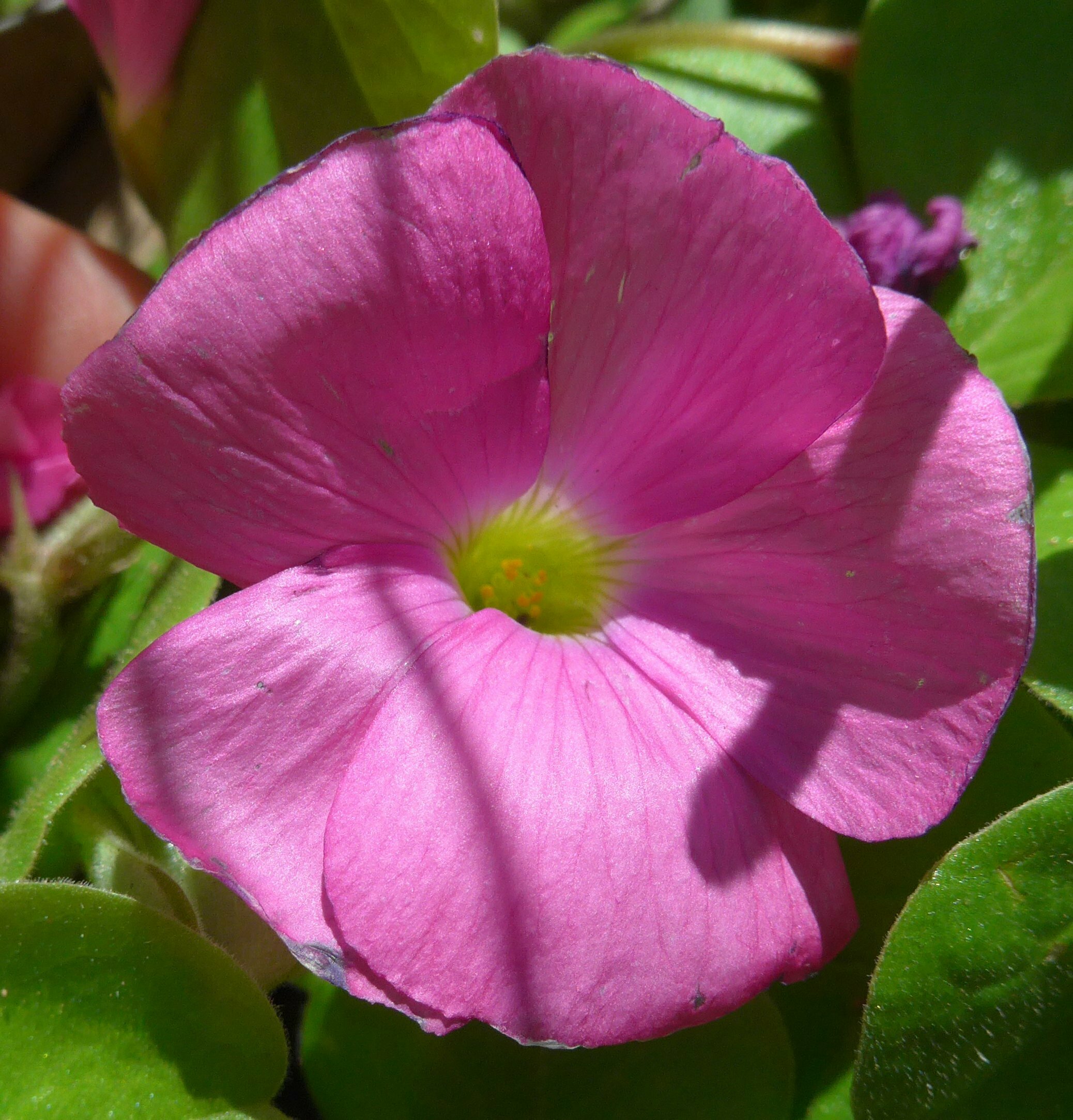 High Resolution Oxalis purpurea Flower